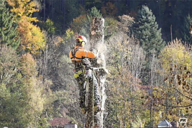 Arboristický zásah - Svoboda nad Úpou 02