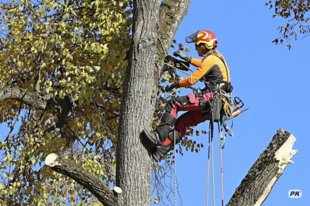 Arboristický zásah – Svoboda nad Úpou 04