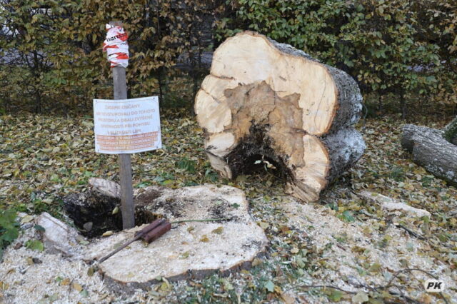 Arboristický zásah – Svoboda nad Úpou 19