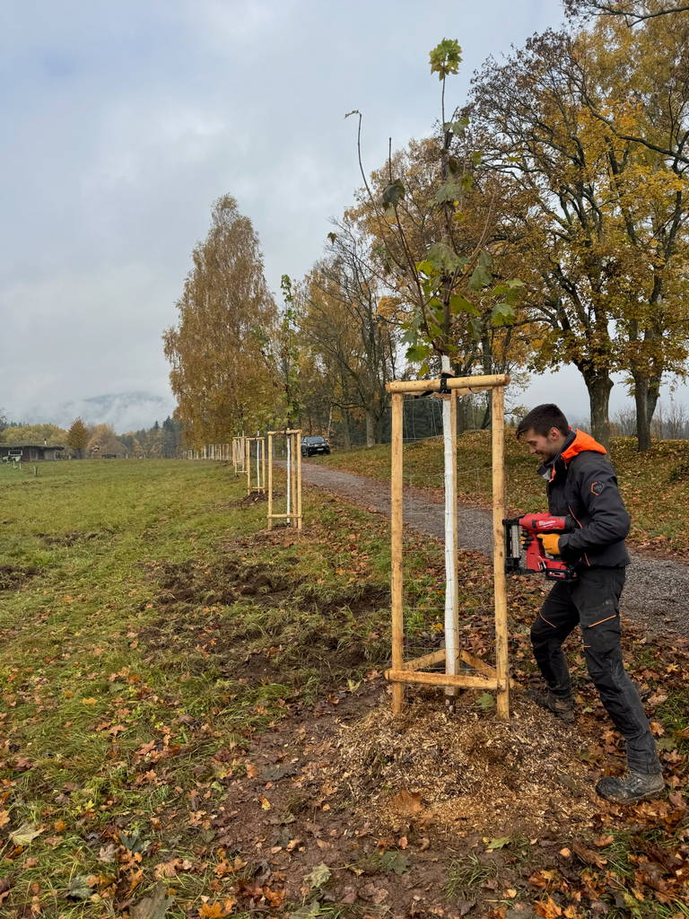 Výsadba stromů